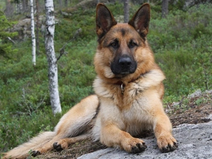 German Shepherd, forest