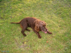 German Alpine, grass