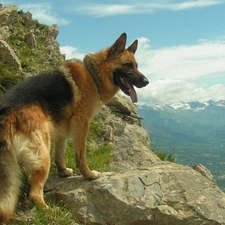 Mountains, German Shepherd