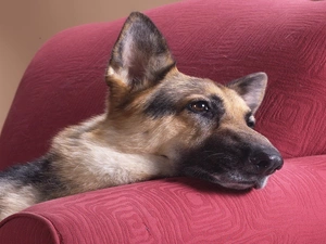 german, sheep-dog, Pink, Sofa