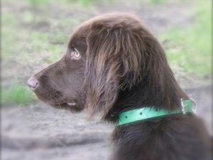 dog-collar, Pointer German Shepherd Dog, Green