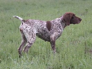 German Shorthaired Pointer, adult