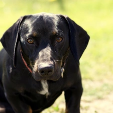 german, pointer