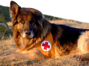 rescuer, sheep-dog, german