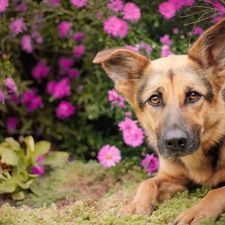 german, garden, sheep-dog