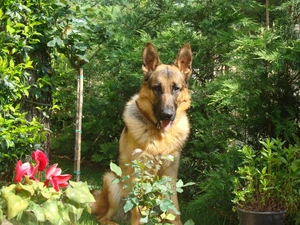 german, Garden, sheep-dog