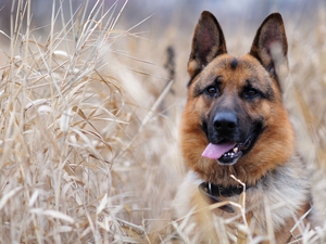 german, grass, sheep-dog