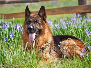 german, Irises, sheep-dog