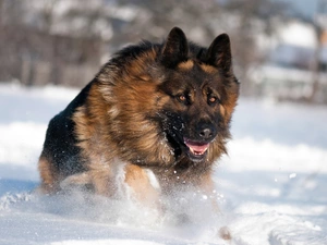 german, In the Snow, sheep-dog