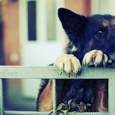 german, wall, sheep-dog