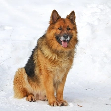 german, winter, sheep-dog