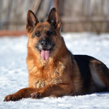 german, winter, sheep-dog