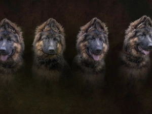 Dogs, German Shepherd, graphics, four