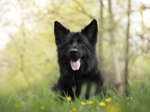 Black German Shepherd Dog, Meadow