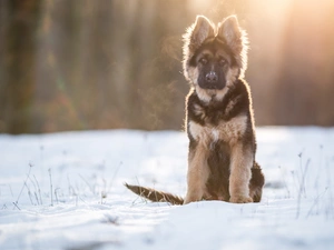 sitter, German Shepherd, snow, Puppy