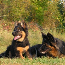 German, Shepherds