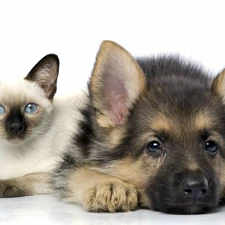 German Shepherd, Siamese Cat