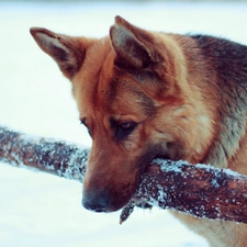 German Shepherd, stick, dog