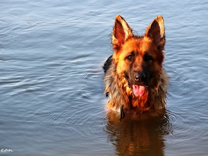 water, German Shepherd