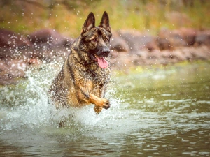 German Shepherd, water