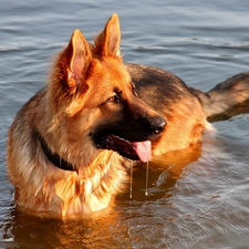 water, German Shepherd