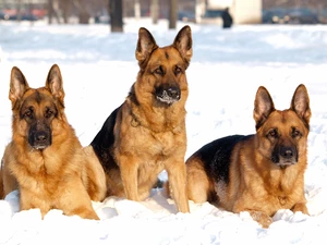 German, Shepherds, winter, Three