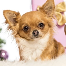 Chihuahua, gifts, doggy