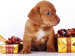 gifts, ginger, puppie