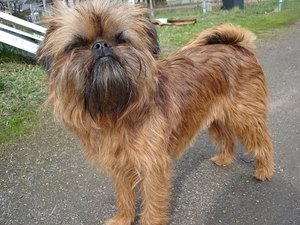 ginger, Brussels Griffon
