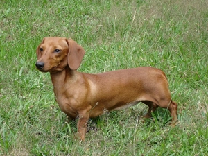ginger, Dachshund Shorthair