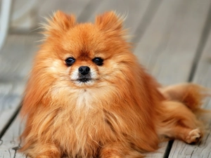 ginger, Toy Spitz