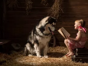 dog, girl, Book, Alaskan Malamute