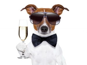 dog, Champagne, Funny, glass