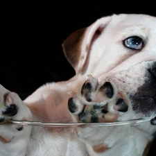 glass, feet, White, doggy