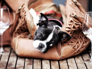 glasses, doggy, bag