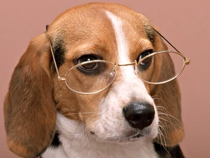 Glasses, doggy, Beeagle