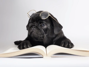 Glasses, dog, Book