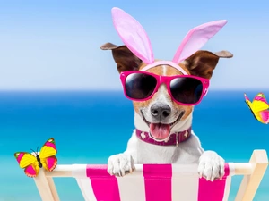 Glasses, dog, hammock chair, Jack Russell Terrier, Funny, butterfly, holiday