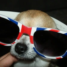 Glasses, Chihuahua