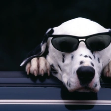 Glasses, Dalmatian