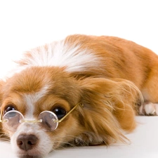 Glasses, dog