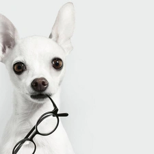 doggy, Glasses, White