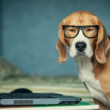 Glasses, Swiss, dog, laptop, Chase