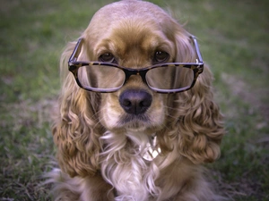 Glasses, dog, Spaniel