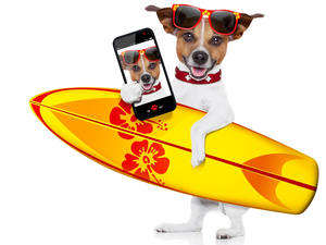 Jack Russell Terrier, Glasses, Telephone, Surfboard