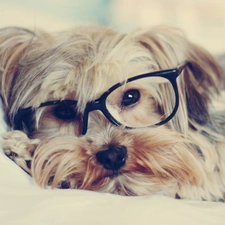 Glasses, Yorkshire Terrier, dog