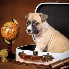 globe, toys, Puppy, Lovely animals, case