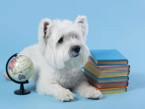 globe, White, Blue, West Highland White Terrier, dog, Books, background