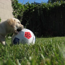 Ball, Golden Retriever