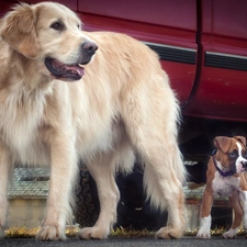 Golden Retriever, boxer, Two cars, Dogs
